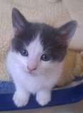 Yorkshire Cat Rescue