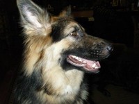 The Dog Lady