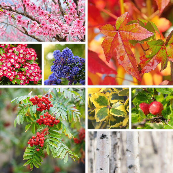 Bowhayes Trees Ltd