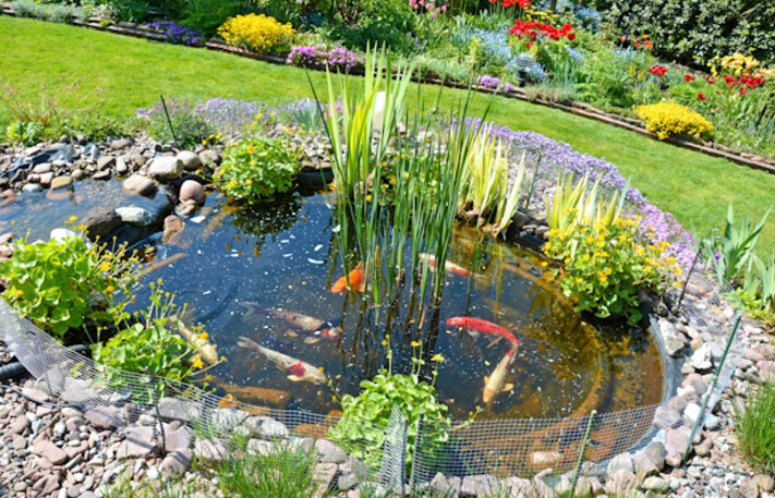Aqua Pond Ltd