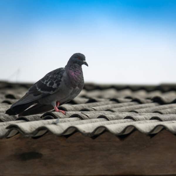 County Bird Control